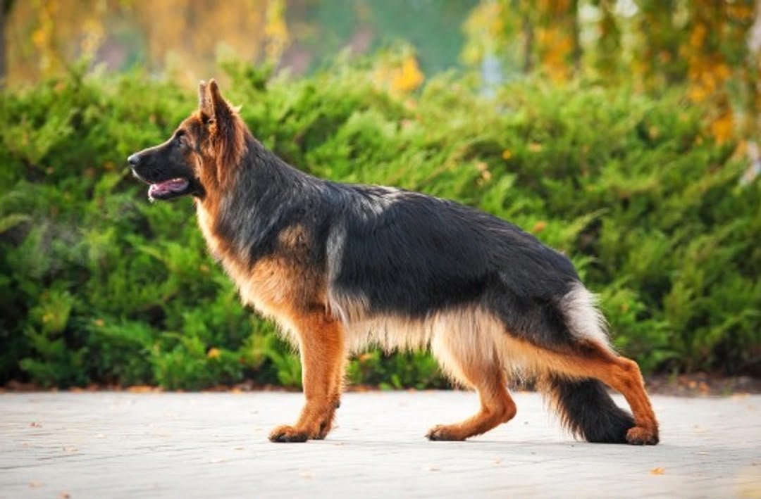 German Shepherd angle 6